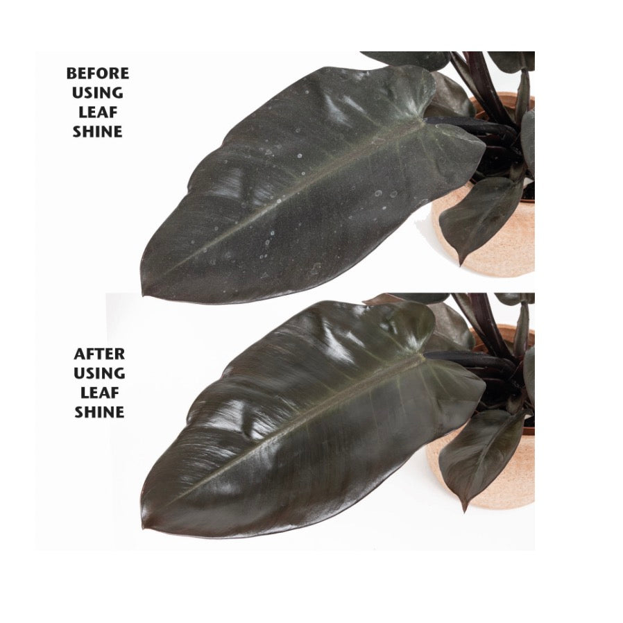 Organic Focus Leaf Shine