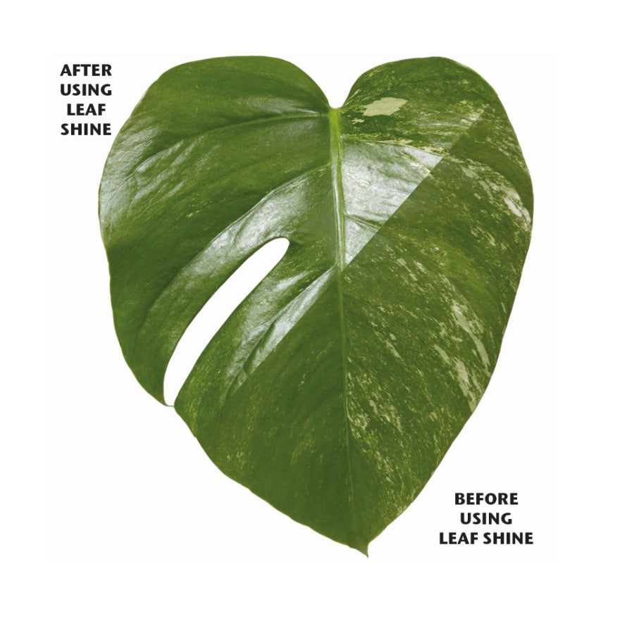 Organic Focus Leaf Shine