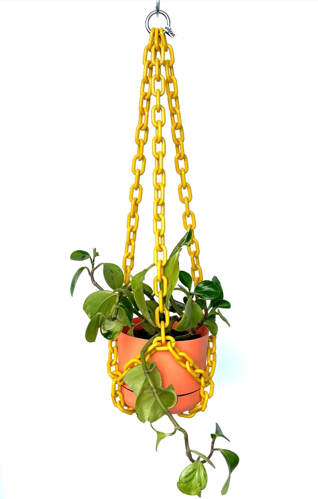 Woljam Plant Chain Mustard