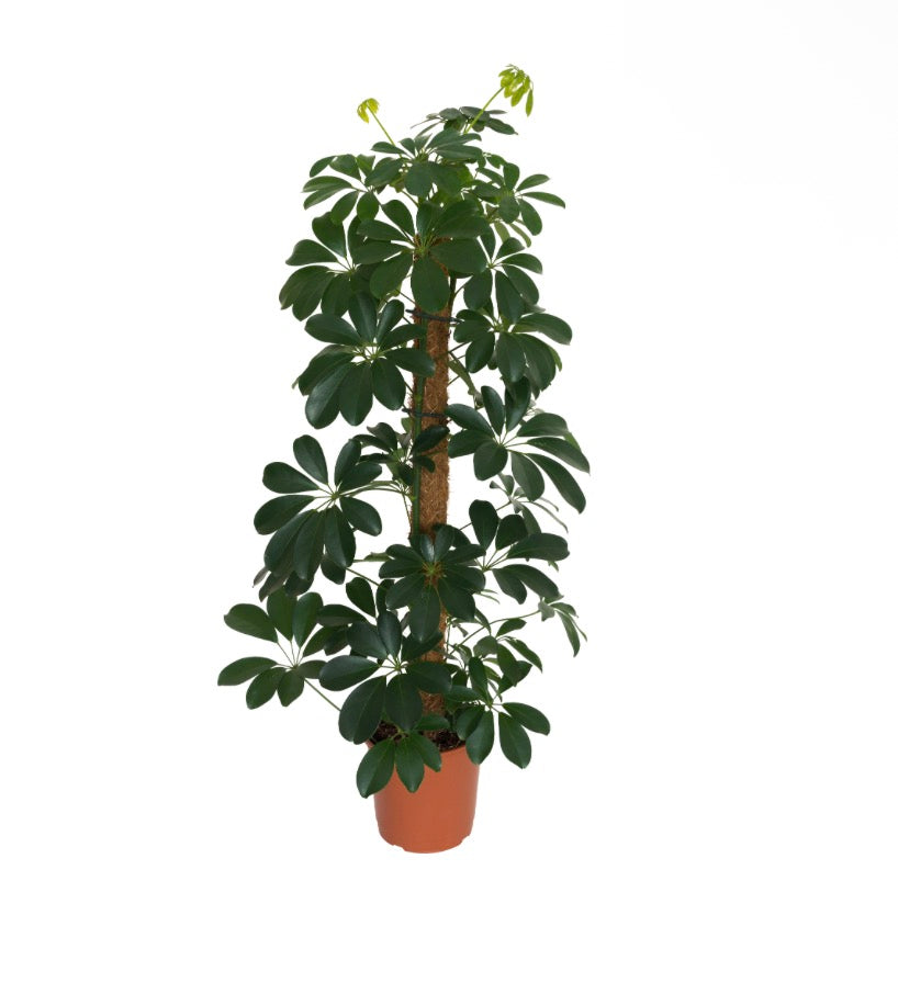 BetterGrow Extendable Coir Poles