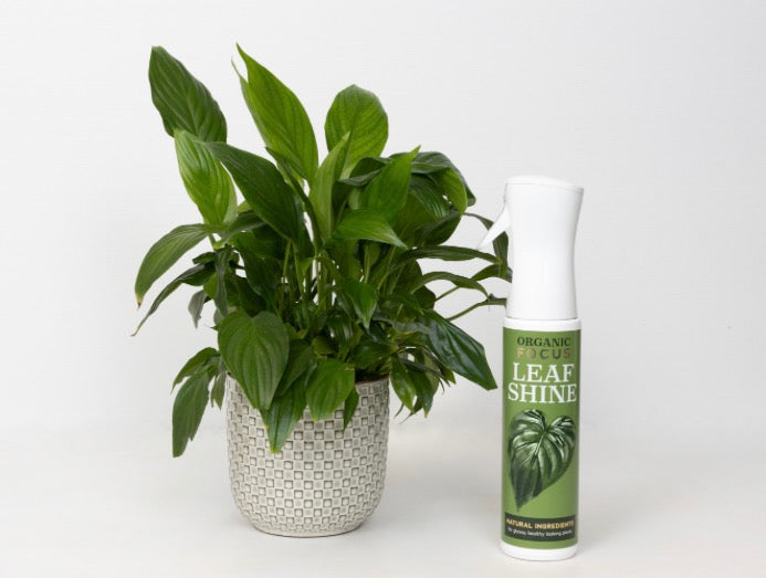 Organic Focus Leaf Shine