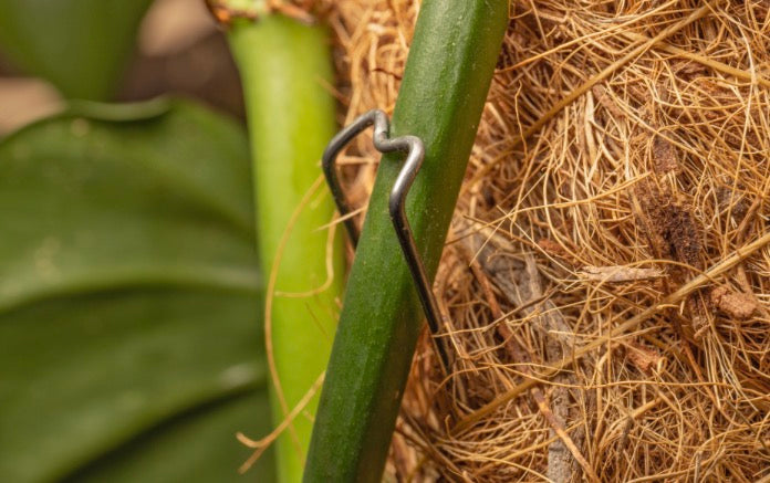 BetterGrow Mossing Pins (Coir Pole Pins)