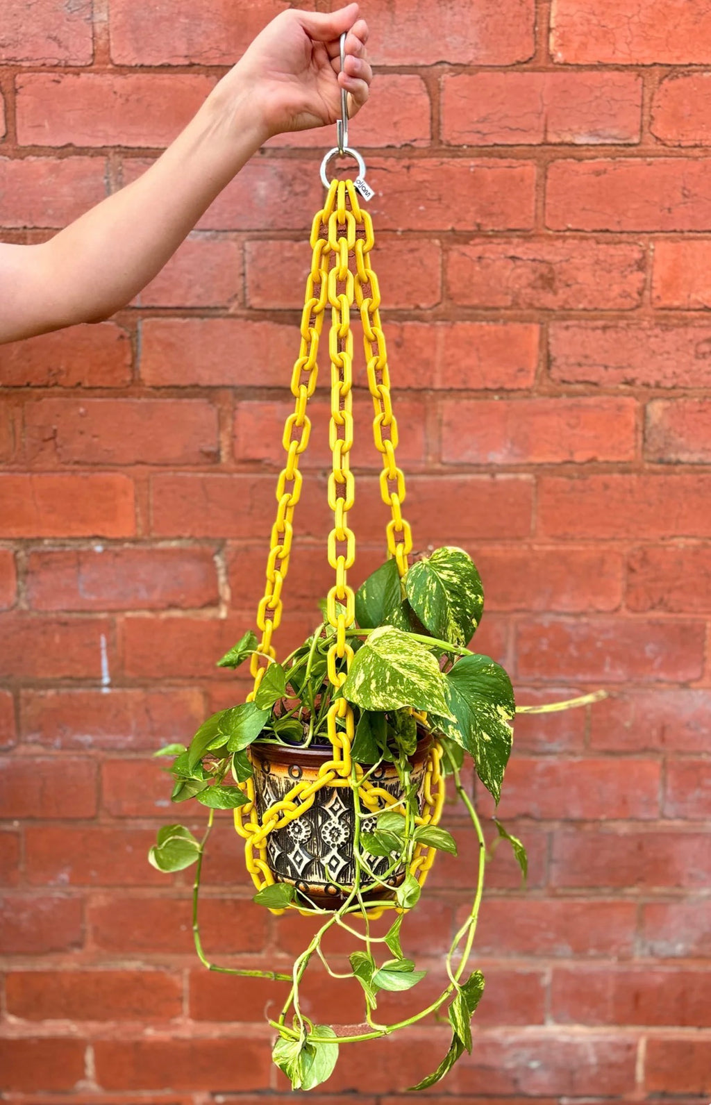 Woljam Plant Chain Mustard