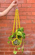 Woljam Plant Chain Mustard