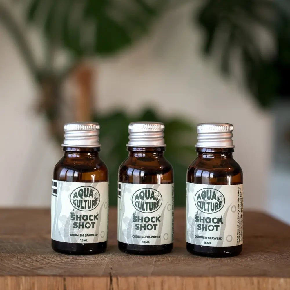 Aqua Culture Shock Shot