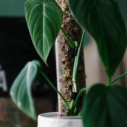 soil ninja moss poles