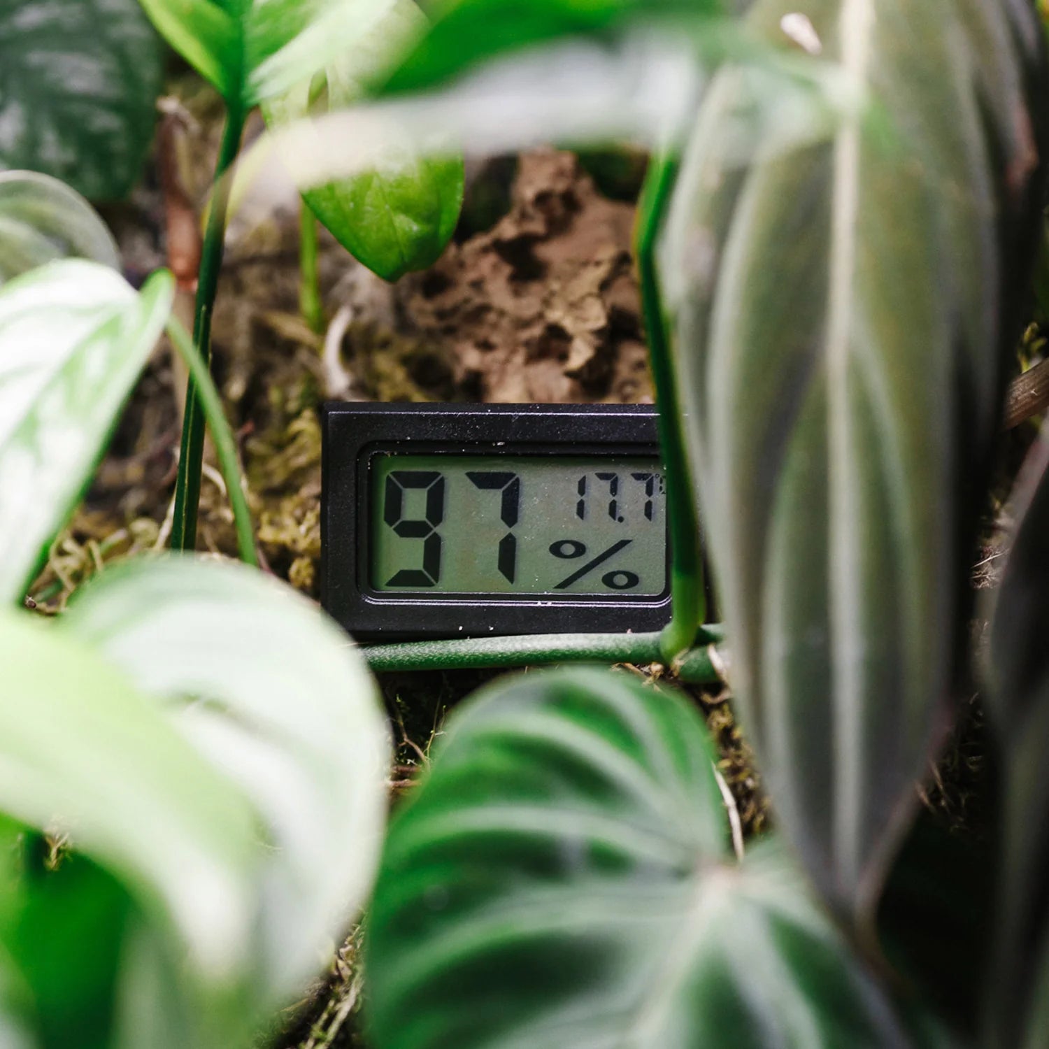 Hygrometers [Twin Pack]