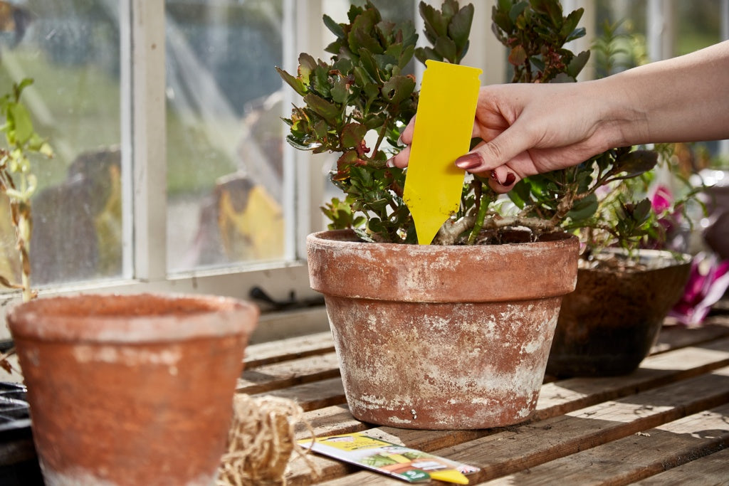 Zero In Pot Plant Bug Traps

5 Pack