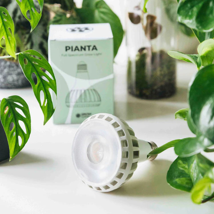 Grow Gang Pianta Grow Light LED Bulb