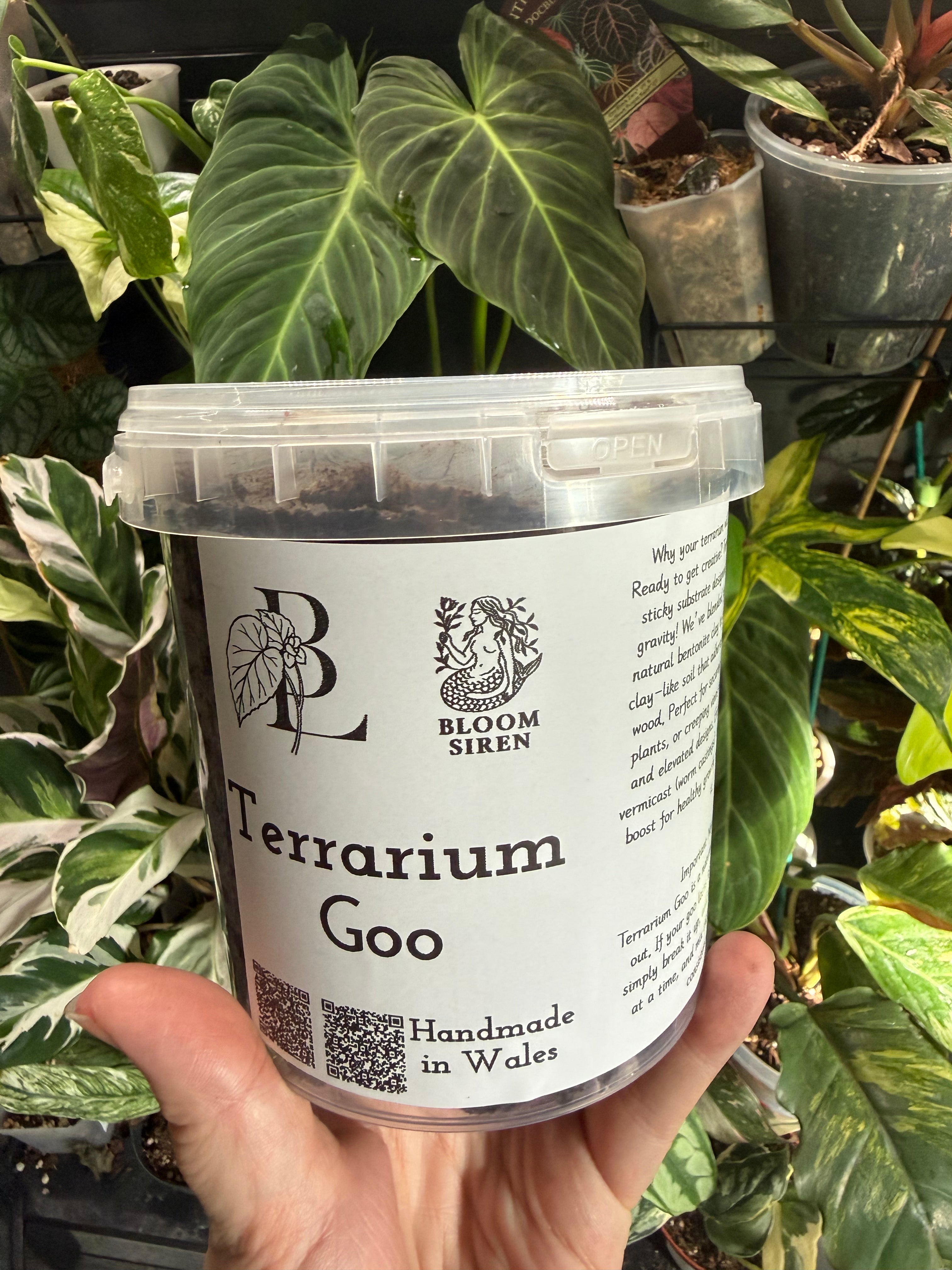 Begonia Lady’s Terrarium Goo