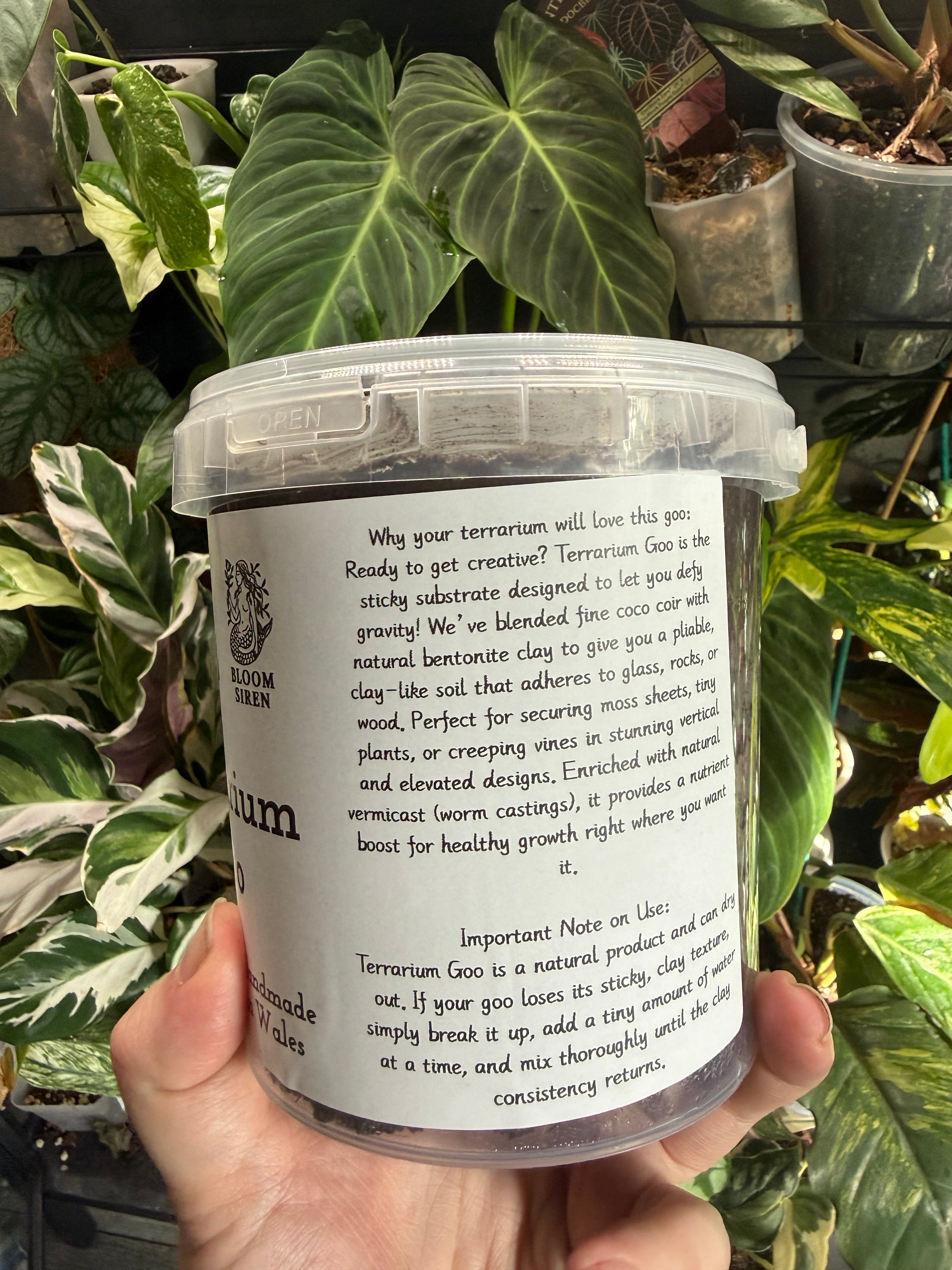 Begonia Lady’s Terrarium Goo