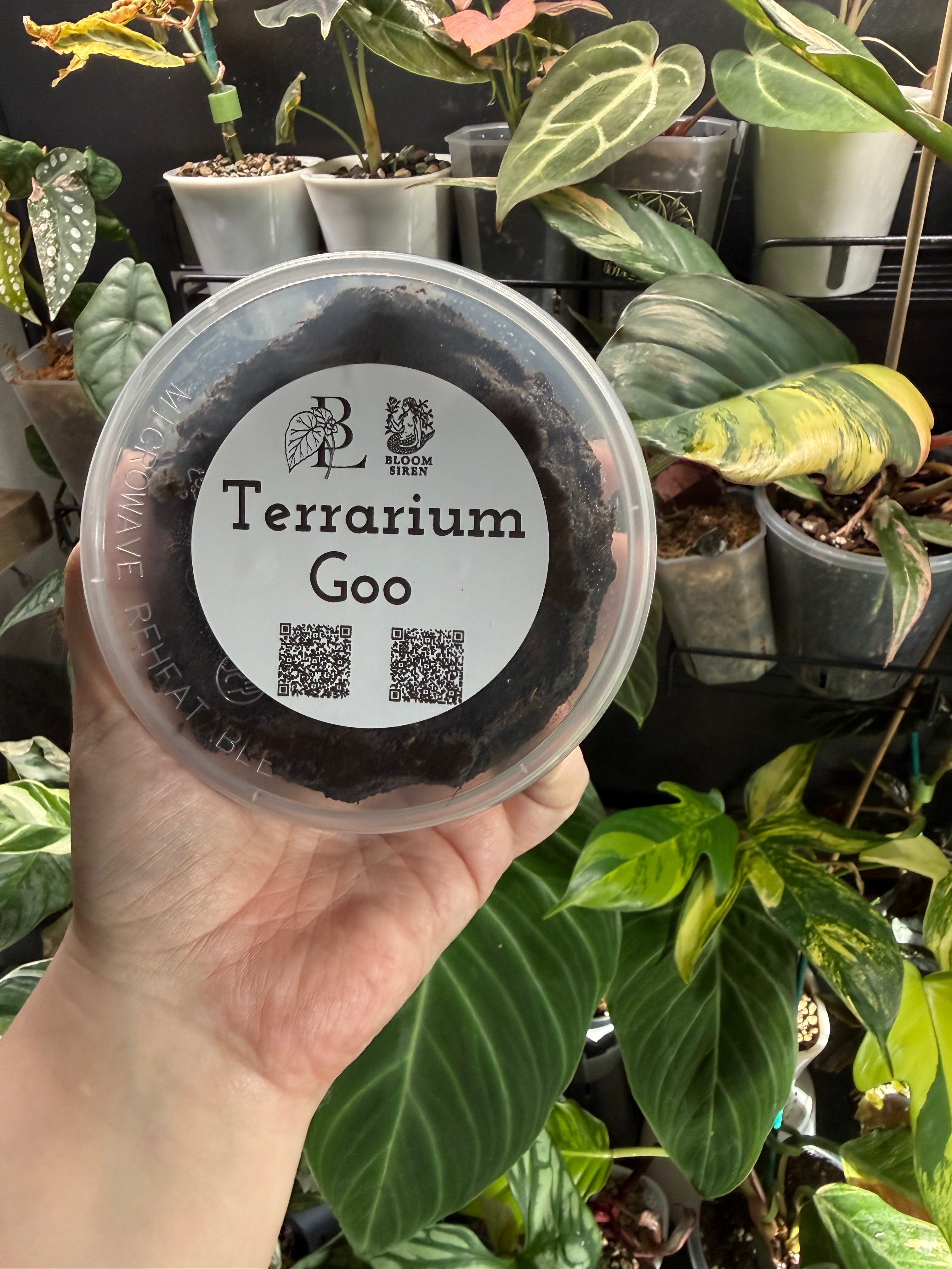 Begonia Lady’s Terrarium Goo
