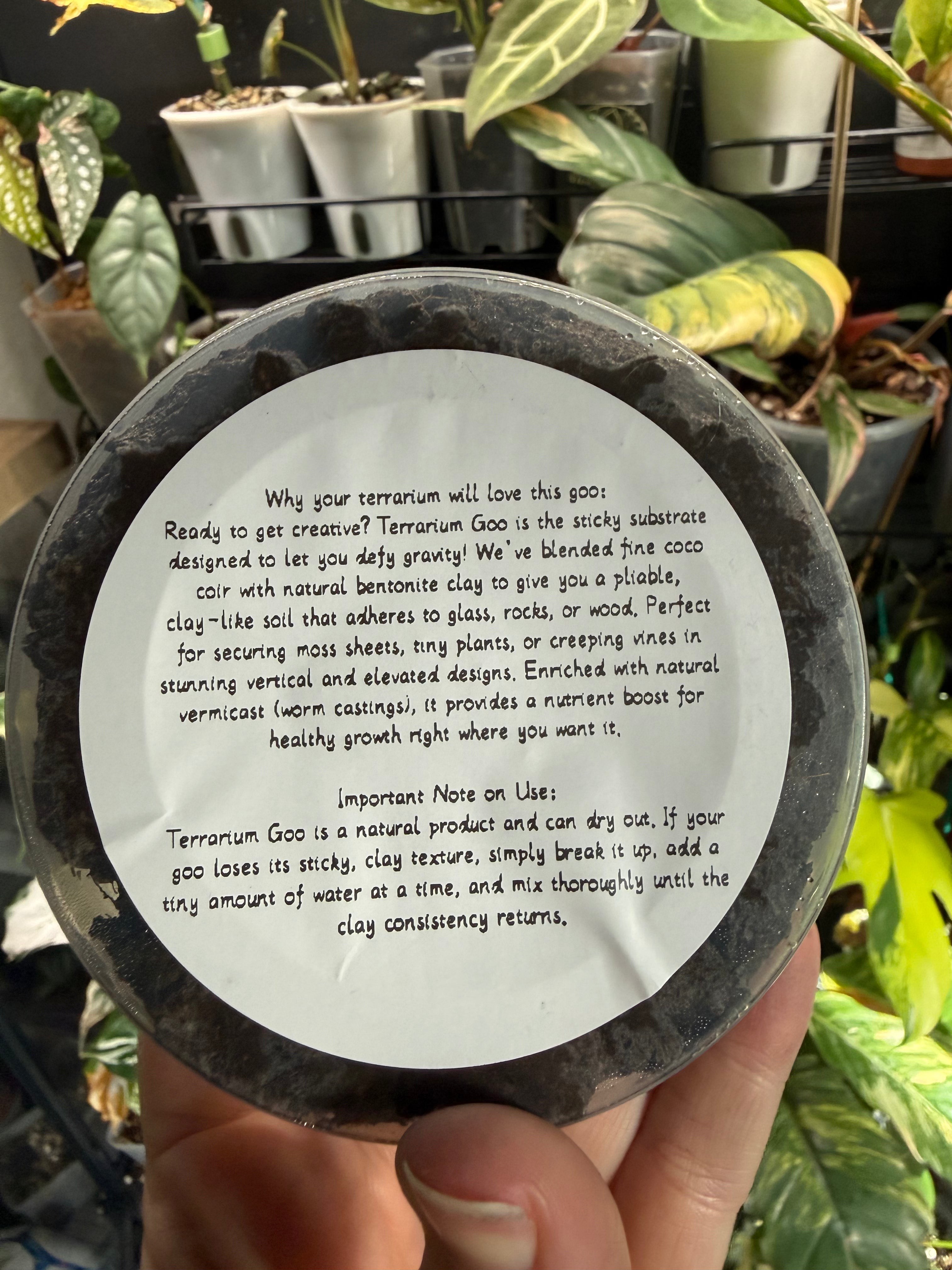 Begonia Lady’s Terrarium Goo