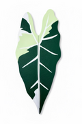 Ikea Plant Cabinet Handles for Rudsta and Milsbo by Grown by Marcus monstera Alocasia