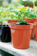 Stewarts Terracotta Premium Pot
