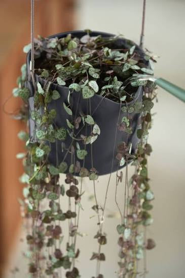 Elho B .for Swing Hanging 18cm Plant Pots