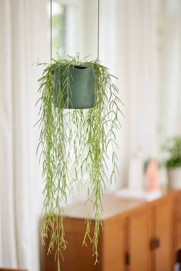 Elho B .for Swing Hanging 18cm Plant Pots