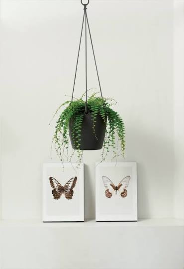 Elho Brussels hanging basket