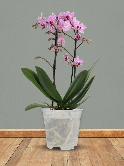 Elho florus Orchid Pot Transparent 9cm - 21cm