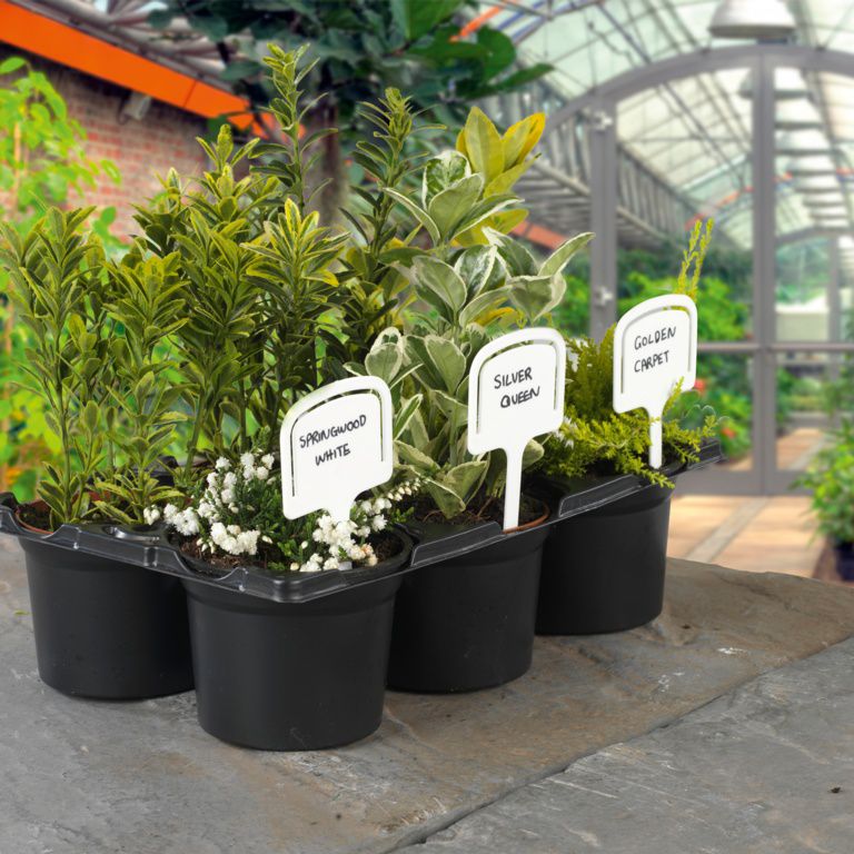 Ambassador T Labels 5"  Pack of 10