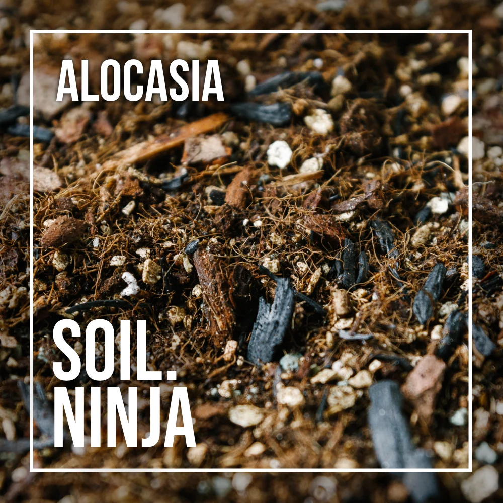 Soil Ninja - Alocasia blend