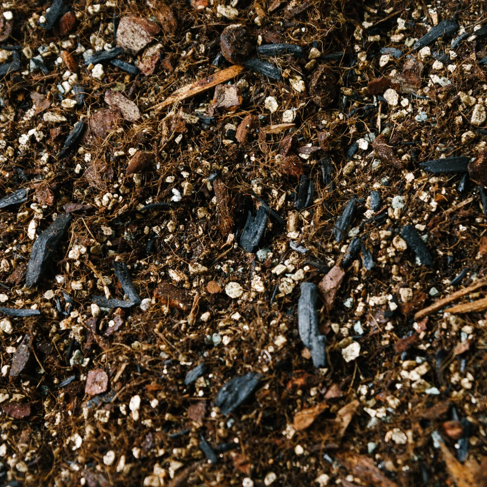 Soil Ninja - Alocasia blend