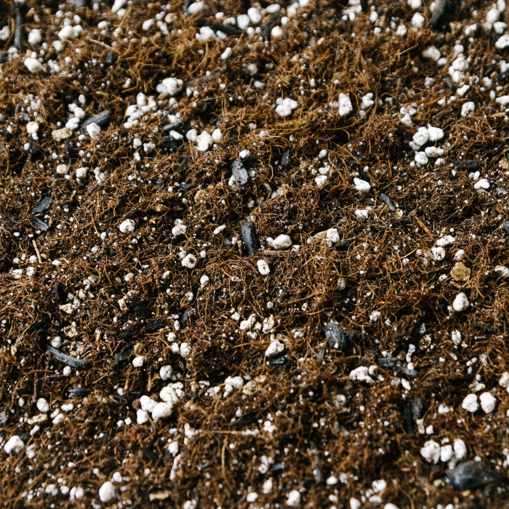 Soil Ninja -Calathea & Maranta Blend