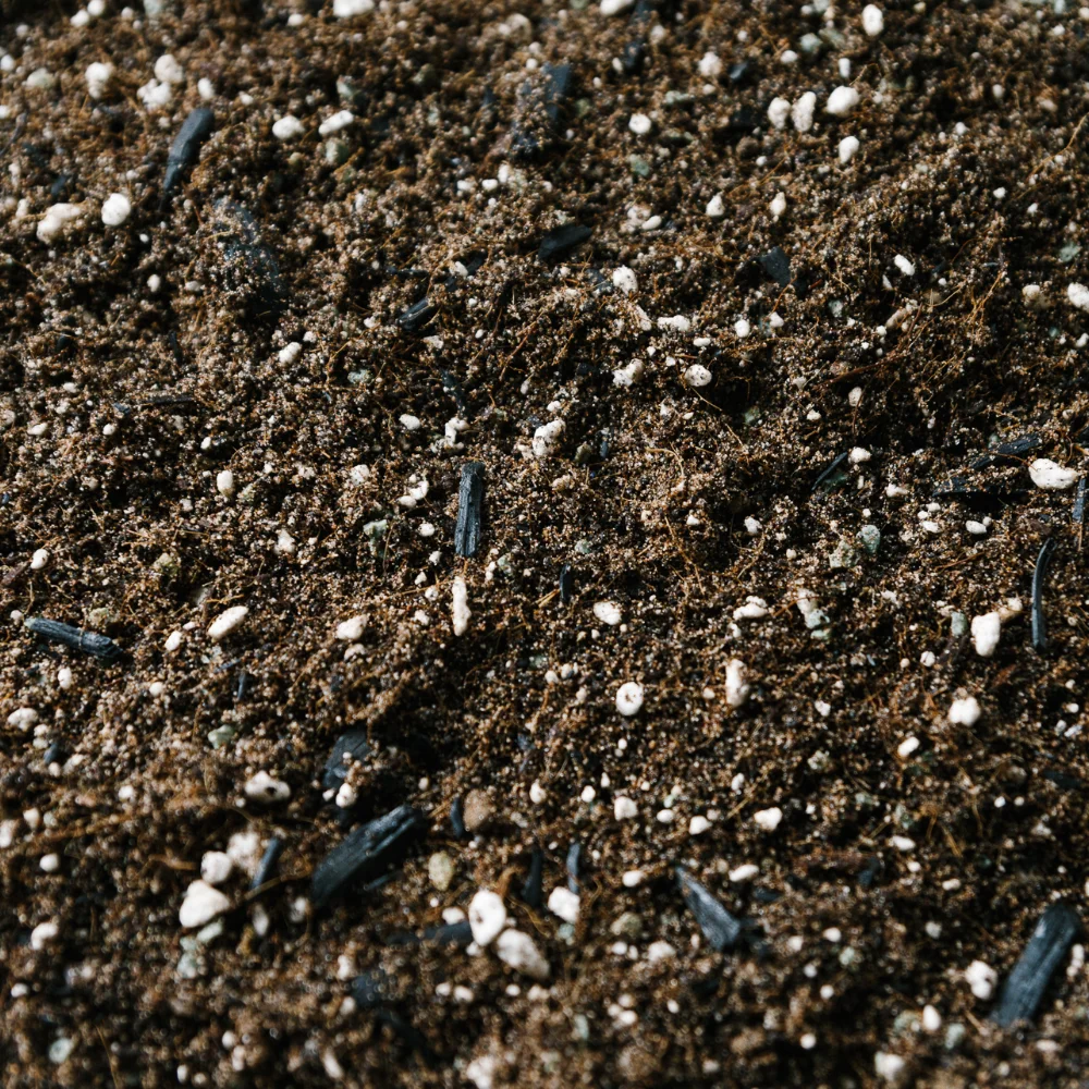 Soil Ninja - Fern Blend