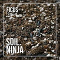 Soil Ninja - Ficus