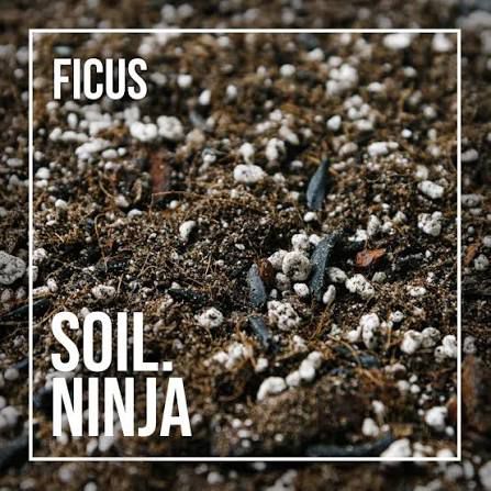 Soil Ninja - Ficus