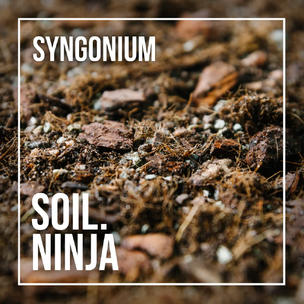 Soil Ninja - Syngonium Blend