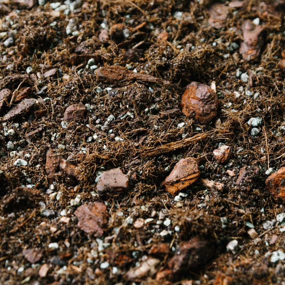 Soil Ninja - Syngonium Blend