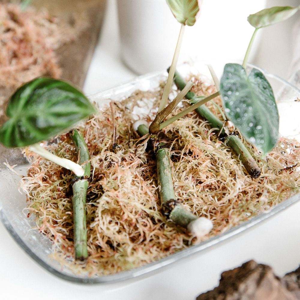 Soil Ninja -Sphagnum Moss