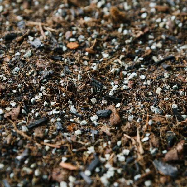 Soil Ninja - Terrarium Blend