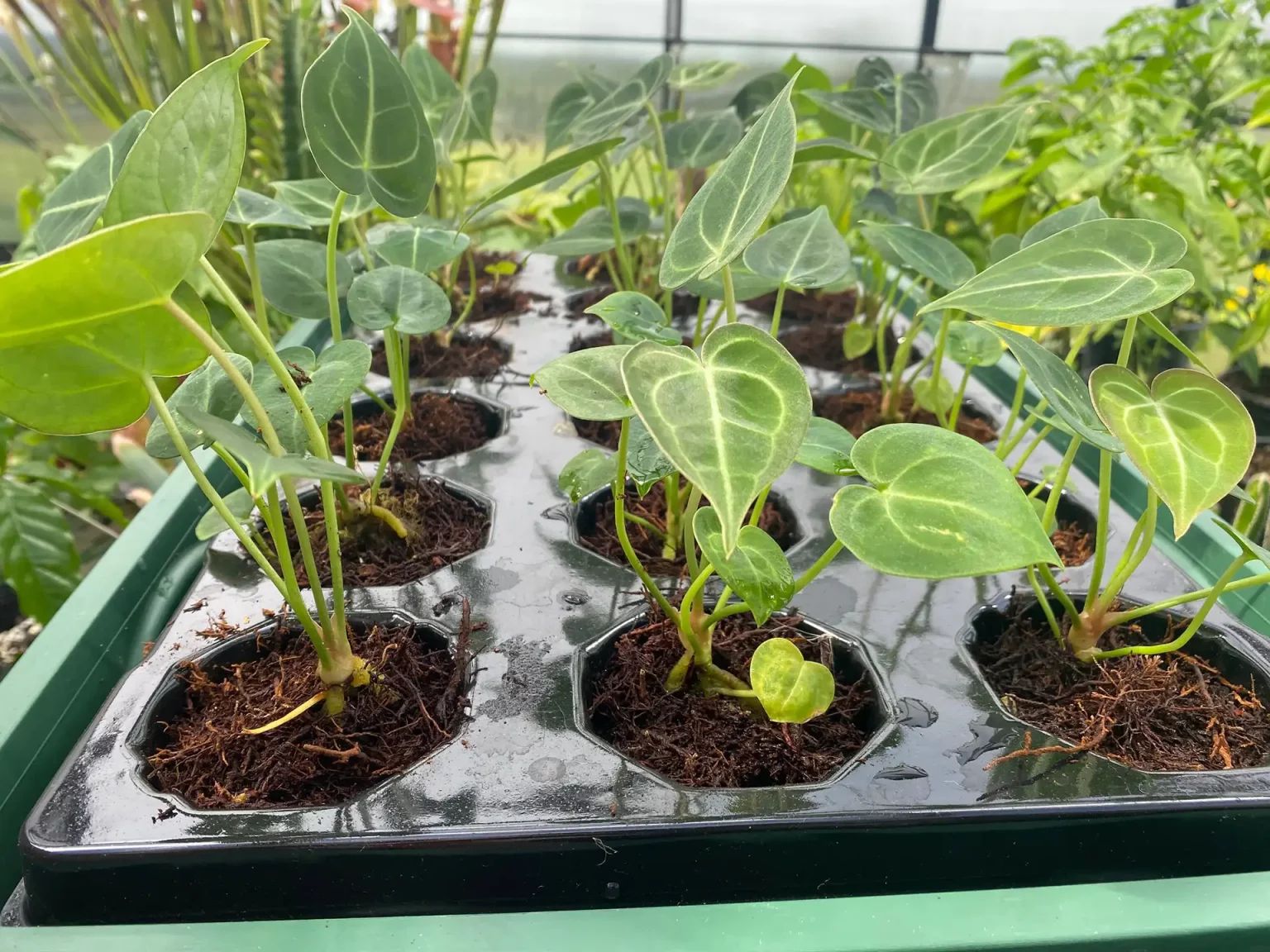 Fernwood Tree Fern Substrate