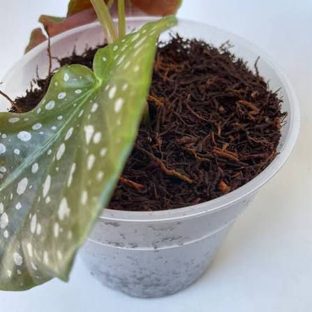 Fernwood Tree Fern Substrate